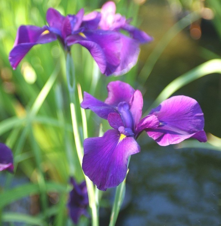 蘭花綻放  Photography 攝影特區