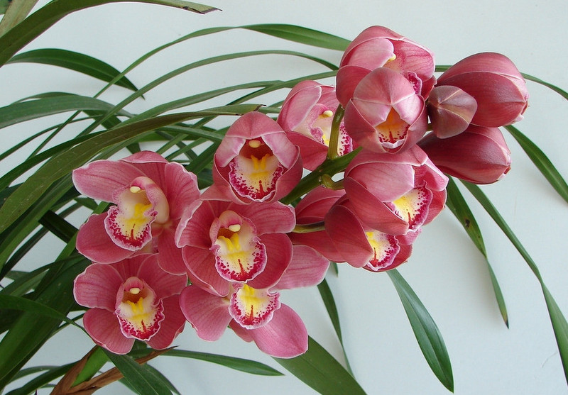 蘭花綻放  Photography 攝影特區