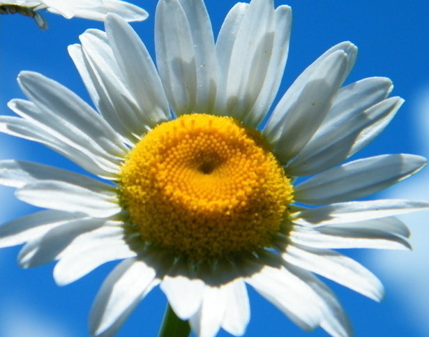 菊花欣賞  Photography 攝影特區