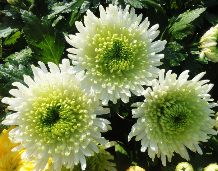 菊花欣賞  Photography 攝影特區