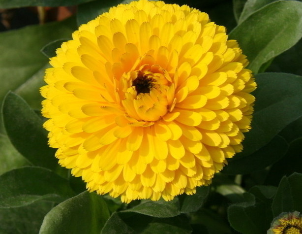 菊花欣賞  Photography 攝影特區