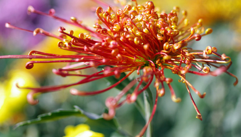 菊花欣賞  Photography 攝影特區