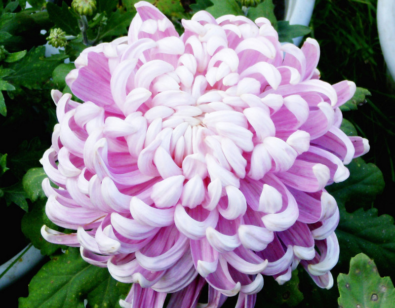 菊花欣賞  Photography 攝影特區