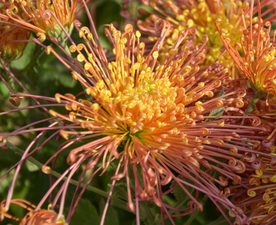 菊花欣賞  Photography 攝影特區