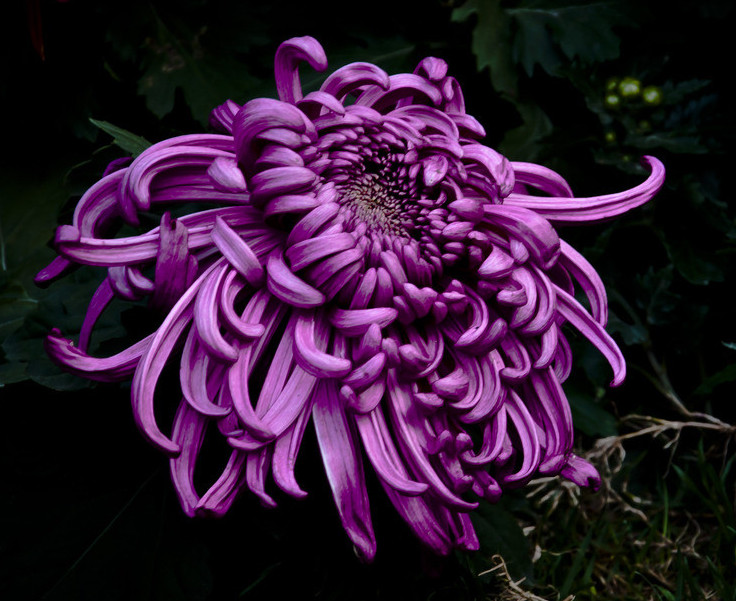 菊花欣賞  Photography 攝影特區