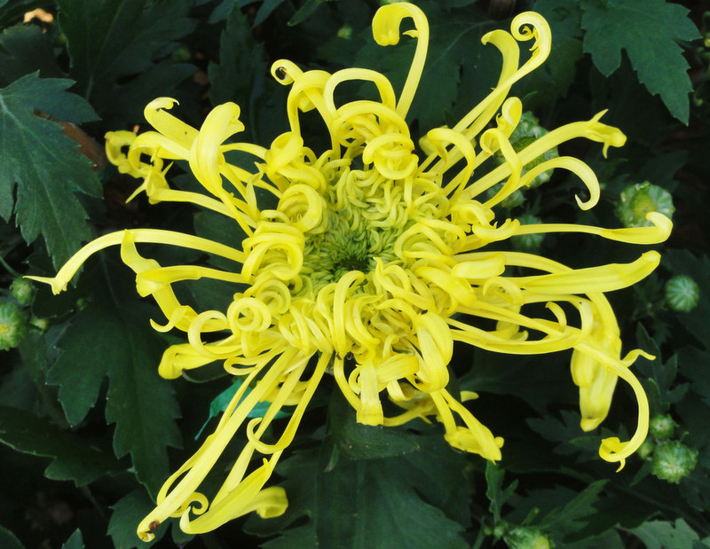 菊花欣賞  Photography 攝影特區
