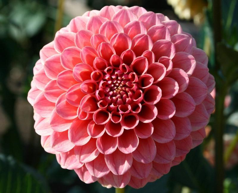 菊花欣賞  Photography 攝影特區
