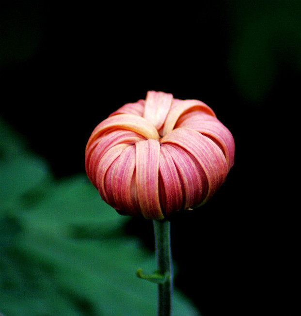 菊花欣賞  Photography 攝影特區
