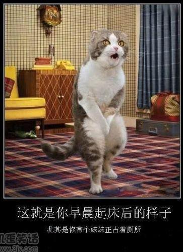猫是这世界上最温柔的物种  Pets 寵物護理 +紀念堂