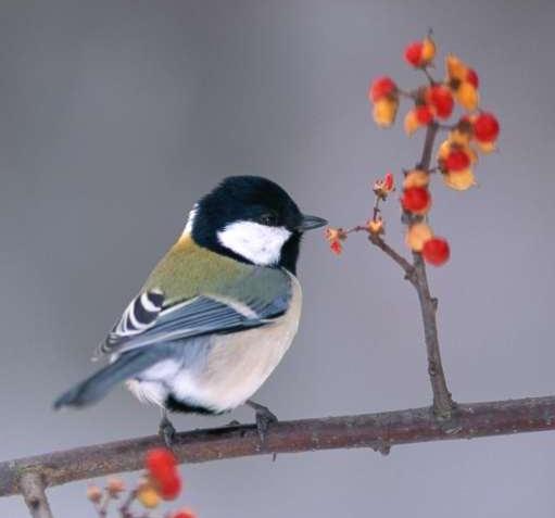 鳥鳴花放  Photography 攝影特區