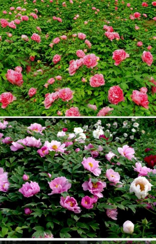 鳥鳴花放  Photography 攝影特區
