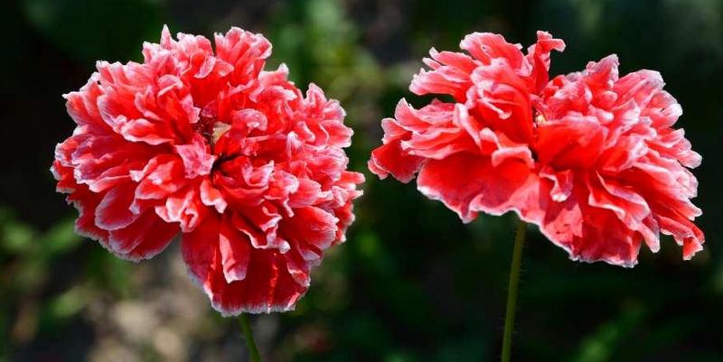 鳥鳴花放  Photography 攝影特區