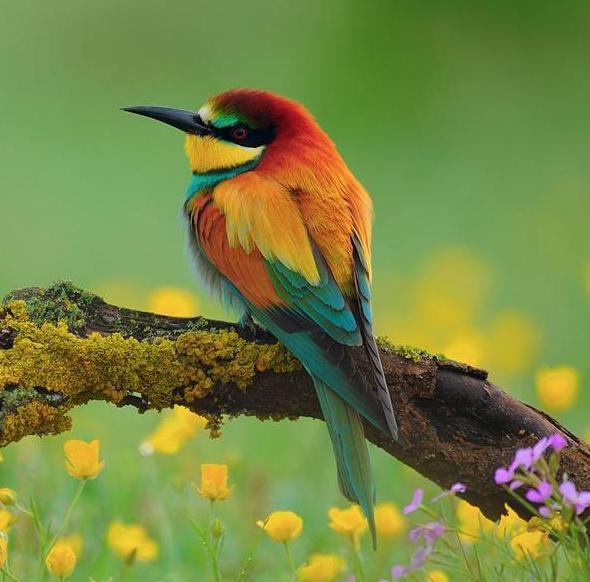 鳥鳴花放  Photography 攝影特區