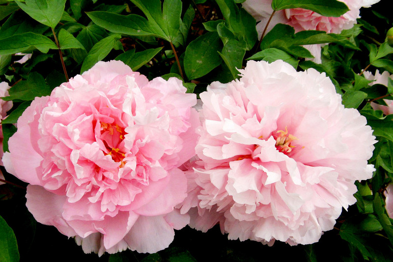 鳥鳴花放  Photography 攝影特區