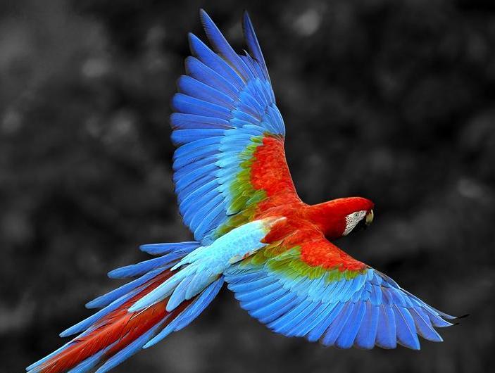 鳥鳴花放  Photography 攝影特區