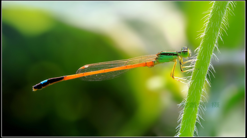 Canon EOS 60D .....曝光  Photography 攝影特區
