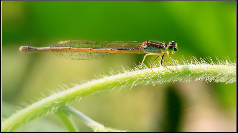 Canon EOS 60D .....曝光  Photography 攝影特區