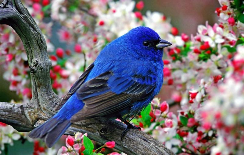 鳥鳴花放  Photography 攝影特區