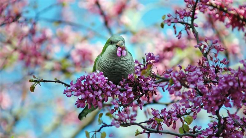 鳥鳴花放  Photography 攝影特區