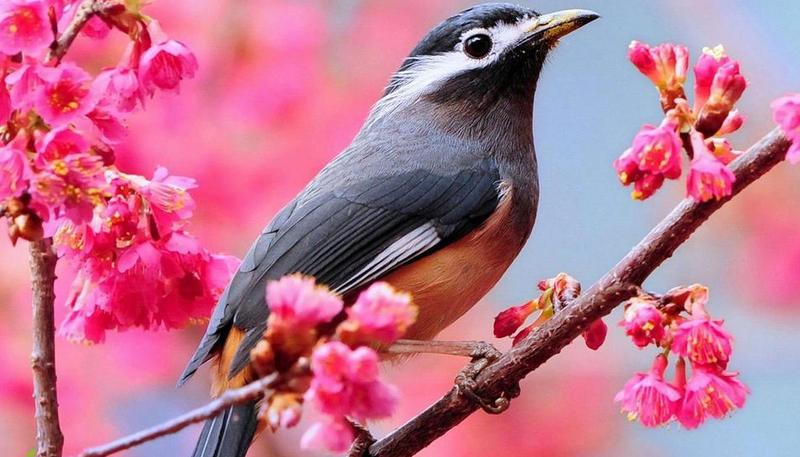 鳥鳴花放  Photography 攝影特區