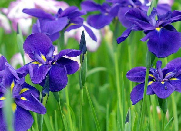 含苞綻放  Flowers花卉
