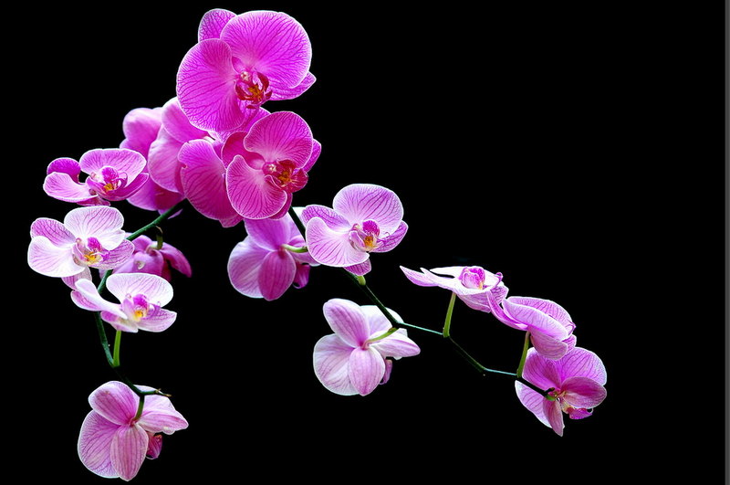 含苞綻放  Flowers花卉