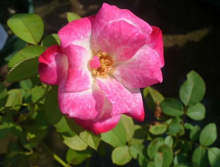 含苞綻放  Flowers花卉