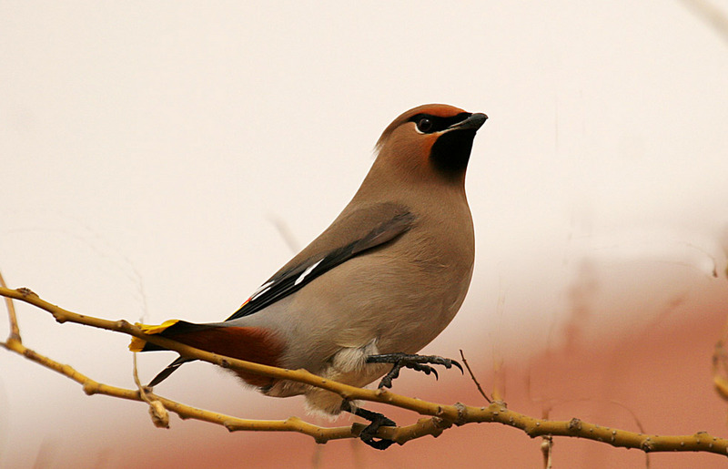 太平鳥  Birds 飛烏
