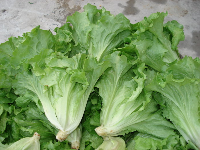 生菜...含有豐富的營養:  保健食療 + 內外全科
