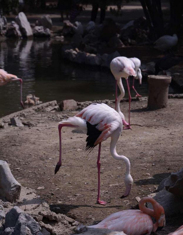 生態萬千  Ecology 生態留影