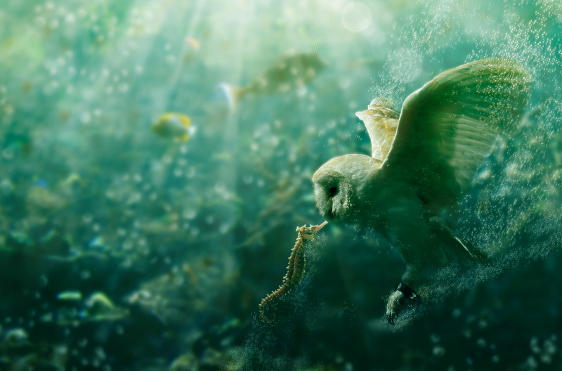 生態萬千  Ecology 生態留影