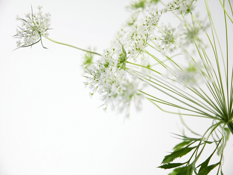 含苞綻放  Flowers花卉