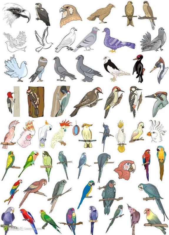 百鳥争鸣  Birds 飛烏