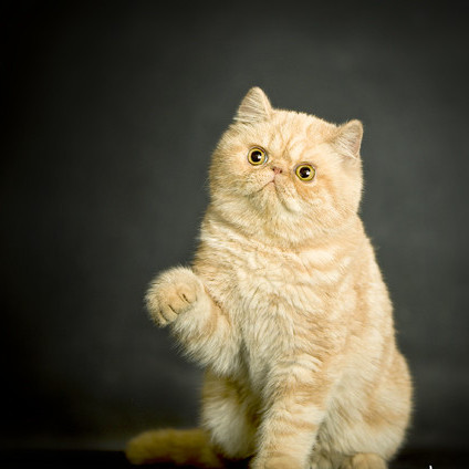 猫是这世界上最温柔的物种  Pets 寵物護理 +紀念堂