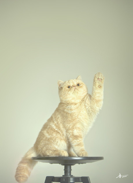 猫是这世界上最温柔的物种  Pets 寵物護理 +紀念堂