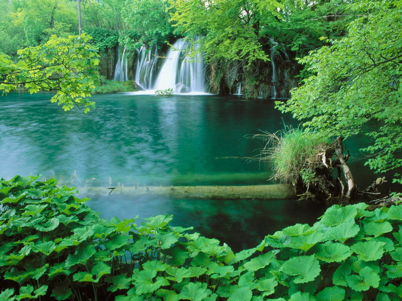 椰樹迎風   Landscape 山水湖林