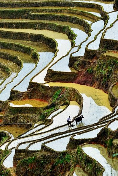 椰樹迎風   Landscape 山水湖林