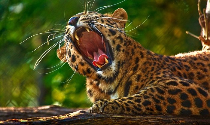豹的雄姿  Wild animal 野生動物