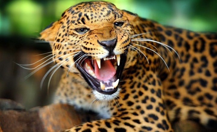 豹的雄姿  Wild animal 野生動物