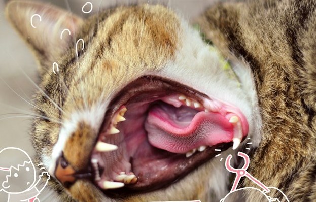 猫猫舆狗狗  Puppies- cats小狗與猫