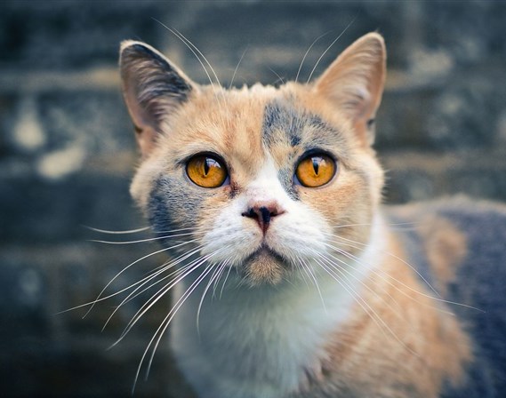 猫猫舆狗狗  Puppies- cats小狗與猫