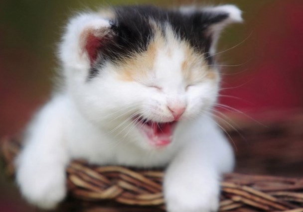 猫猫舆狗狗  Puppies- cats小狗與猫