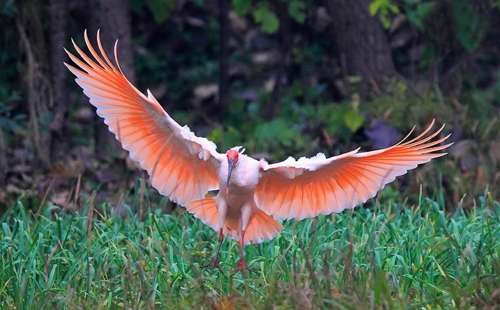 百鳥争鸣  Birds 飛烏