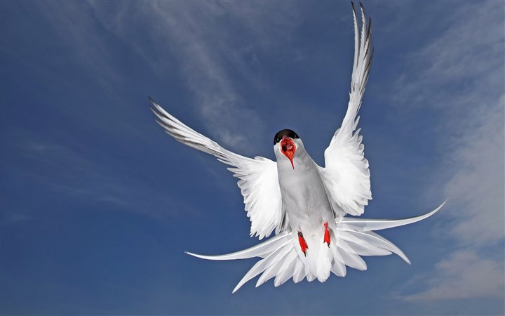 百鳥争鸣  Birds 飛烏