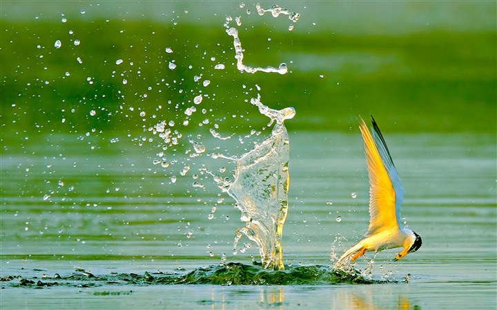百鳥争鸣  Birds 飛烏