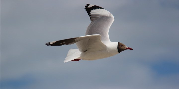 百鳥争鸣  Birds 飛烏
