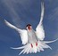 太平鳥  Birds 飛烏