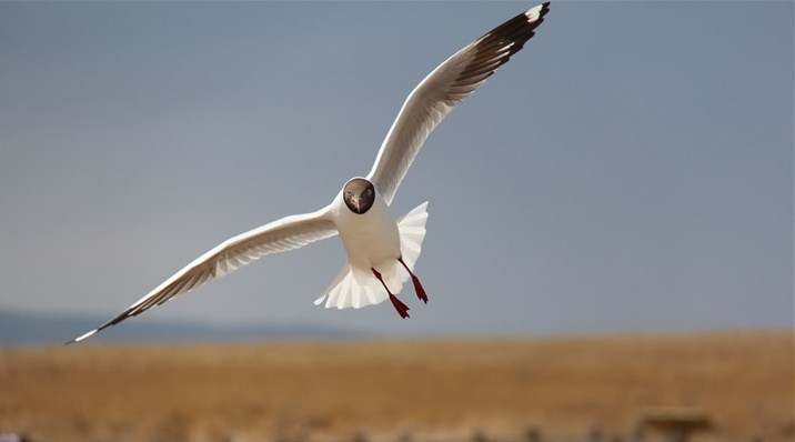 太平鳥  Birds 飛烏