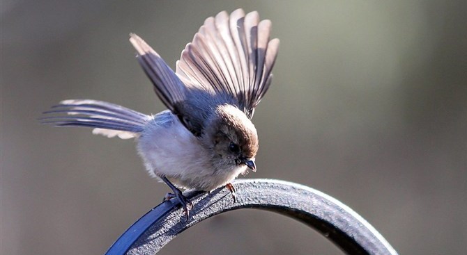 太平鳥  Birds 飛烏