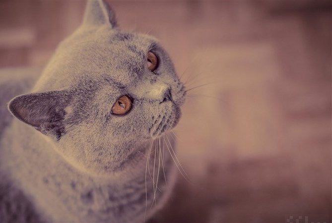 猫猫舆狗狗  Puppies- cats小狗與猫
